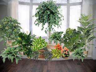Группа растений у окна