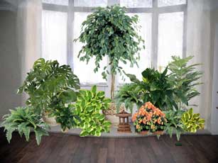 Группа растений у окна